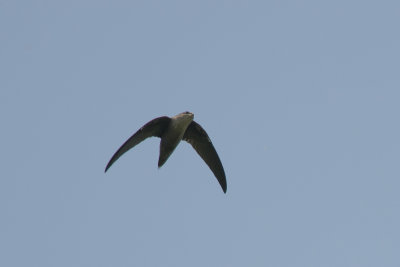Martinet ramoneur Chimney Swift