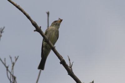 Moucherolle  ct olive Olive-sided Flycatcher