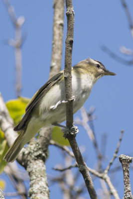Viro aux yeux rouges Red-eyed Vireo