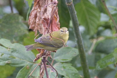 Paruline obscure Tennessee Warbler