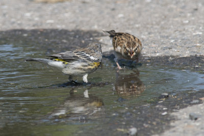 Paruline  croupion jaune et Bruant familier Yellow-rumped Warbler and Chipping Sparrow