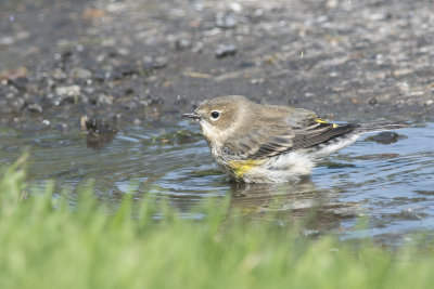 Paruline  croupion jaune Yellow-rumped Warbler