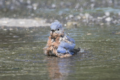 Merlebleu de l'Est Eastern Bluebird