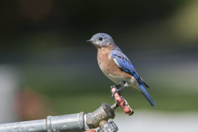 Merlebleu de l'Est Eastern Bluebird