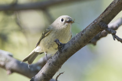 Roitelet  couronne rubis Ruby-crowned Kinglet