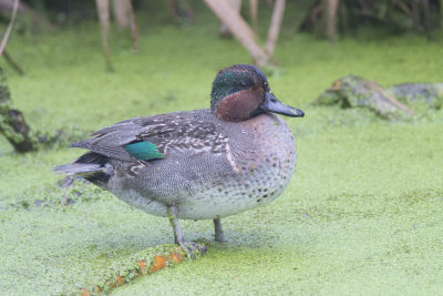 Sarcelle d'hiver Common Teal