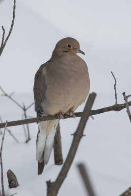 Tourterelle triste Mourning Dove