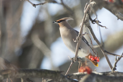 Jaseur boral Bohemian Waxwing