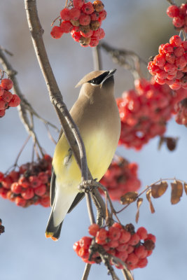 Jaseur d'Amrique Cedar Waxwing