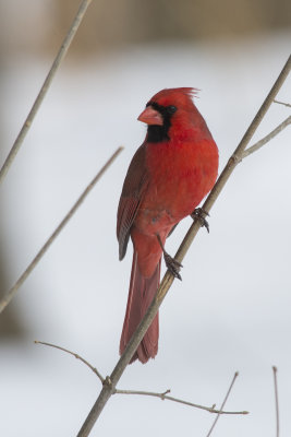 Cardinal rouge Northern Cardinal