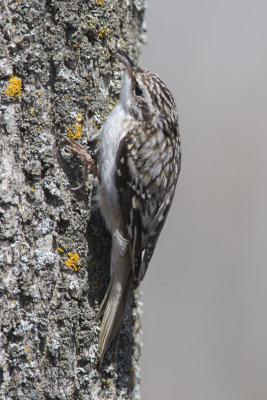 Grimpereau brun Brown Creeper