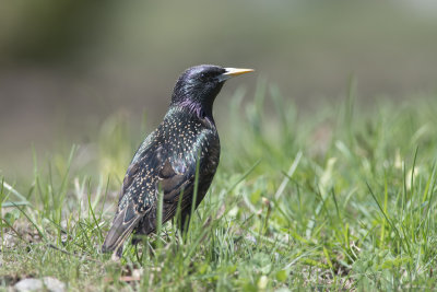 tourneau sansonnet European Starling