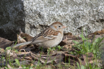 Bruant des champs Field Sparrow