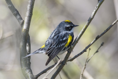 Paruline  croupion jaune Yellow-rumped Warbler