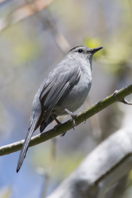 Moqueur chat Grey Catbird