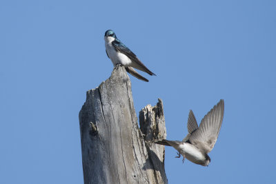 Hirondelle bicolore Tree Swallow