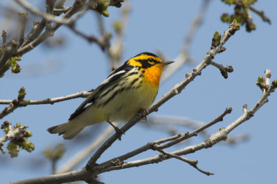 Paruline  gorge orange Blackburnian Warbler