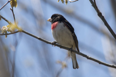 Cardinal  poitrine rose Rose-breasted Grosbeak