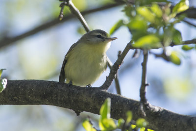 Viro de Philadelphie Philadelphia Vireo