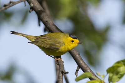 Paruline  calotte noire Wilson Warbler