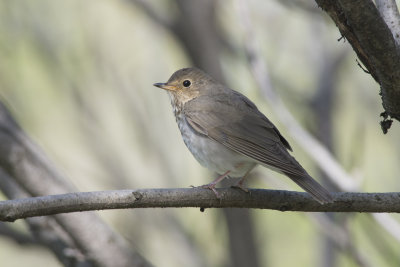 Grive  dos olive Swainson's Thrush