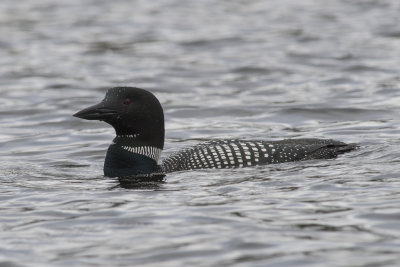 Plongeon Huard Common Loon