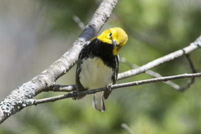 Paruline  gorge noire Black-throated Green Warbler