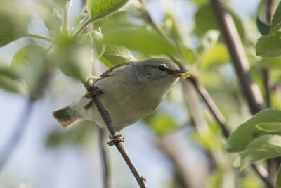 Paruline obscure Tennessee Warbler