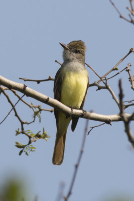 Tyran hupp Great Crested Flycatcher