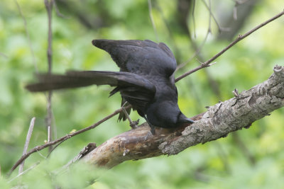 Corneille d'Amrique American Crow