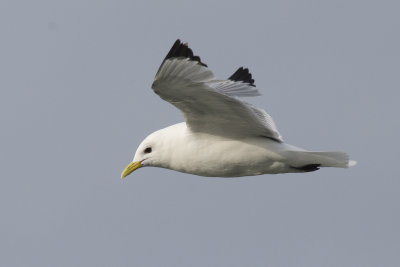 Mouette tridactyle Black-legged Kittiwake