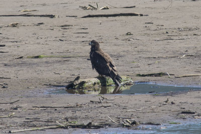 Pygargue  tte blanche Bald Eagle