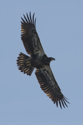 Pygargue  tte blanche Bald Eagle