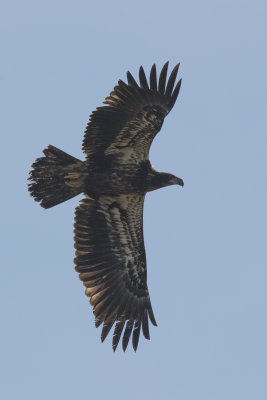 Pygargue  tte blanche Bald Eagle