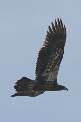 Pygargue  tte blanche Bald Eagle