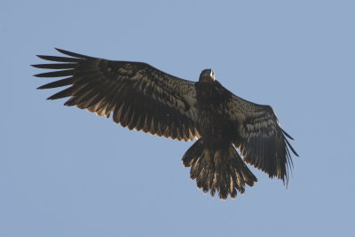 Pygargue  tte blanche Bald Eagle