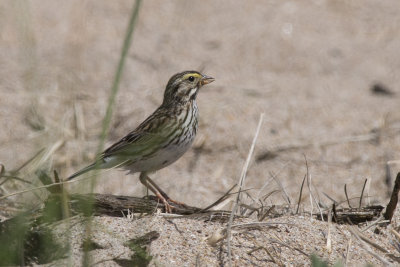 Bruant des prs Savannah Sparrow