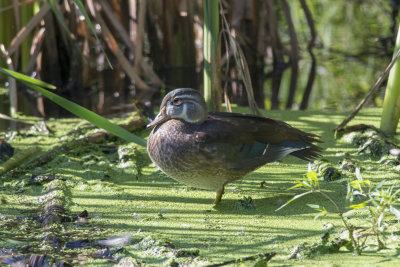 Canard branchu Wood Duck