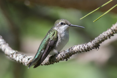 Colibri  gorge rubis Ruby-throated Hummingbird
