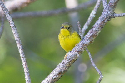Paruline du Canada Canada Warbler