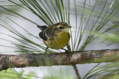 Paruline  gorge orange Blackburnian Warbler