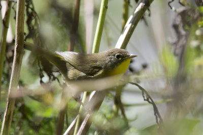 Paruline masque Common Yellowthroat