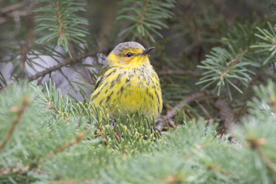 Paruline tigre Cape May Warbler