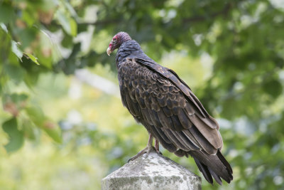 Urubu  tte rouge Turkey Vulture