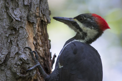 Grand Pic Pileated Woodpecker