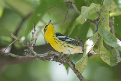 Paruline  gorge orange Blackburnian Warbler
