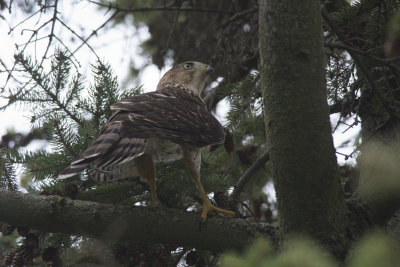 pervier de Cooper Cooper's Hawk