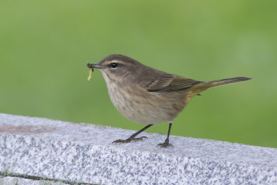 Paruline  couronne rousse Palm Warbler