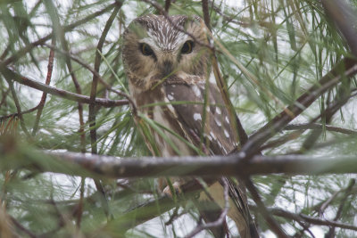 Petite Nyctale Saw-whet Owl