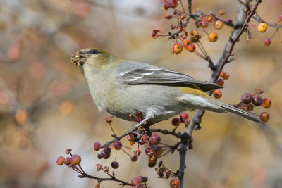 Durbec des sapins Pines Grosbeak